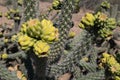 Desert Cholla cactus fruit cluster of four. Royalty Free Stock Photo