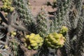 Desert Cholla cactus fruit cluster of two. Royalty Free Stock Photo