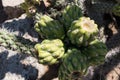 Desert Cholla fruit cluster in the fall.