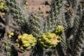 Desert Cholla fruit cluster of two in the fall. Royalty Free Stock Photo