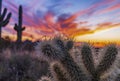 Desert Cholla Plant With Rain Drops At Suset Royalty Free Stock Photo