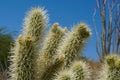 Desert Cholla Upclose and Personal Royalty Free Stock Photo