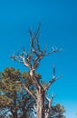 Dried tree in the Grand Canyon National Park. Desert climate and vegetation of Arizona Royalty Free Stock Photo