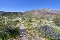 the desert comes alive with flowers and new growth Royalty Free Stock Photo