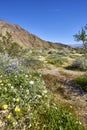 The desert comes alive with flowers and new growth Royalty Free Stock Photo