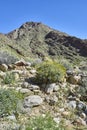 The desert comes alive with flowers and new growth Royalty Free Stock Photo