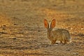 Desert Cottontail in golden morning sunlight