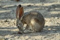 Desert Cottontail Rabbit in Joshua Tree National Park,
