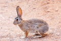 Desert cottontail rabbit