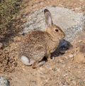 Desert Cottontail rabbit