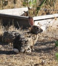 California Wildlife Series - Desert Cottontail Rabbit - Sylvilagus audubonii - Easter Bunny Royalty Free Stock Photo