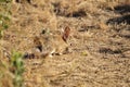 California Wildlife Series - Desert Cottontail Rabbit - Sylvilagus audubonii - Easter Bunny Royalty Free Stock Photo