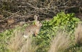 Desert Cottontail Rabbit Sylvilagus audubonii in the Meadow