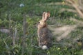 Desert Cottontail Rabbit Sylvilagus audubonii in the Meadow Royalty Free Stock Photo