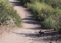 Desert cottontail rabbit (Sylvilagus audubonii) resting in the shade Royalty Free Stock Photo