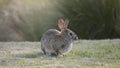 Desert Cottontail Rabbit Sylvilagus audubonii in the Meadow