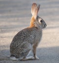 Desert Cottontail Rabbit Sylvilagus audubonii Royalty Free Stock Photo