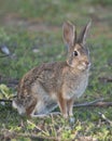 Desert Cottontail Rabbit Sylvilagus audubonii in the Meadow