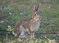 Desert Cottontail Rabbit Sylvilagus audubonii in the Meadow Royalty Free Stock Photo