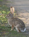 Desert Cottontail Rabbit Sylvilagus audubonii in the Meadow Royalty Free Stock Photo