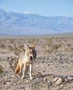 Desert Coyote Royalty Free Stock Photo