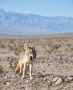 Desert Coyote