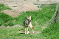 Desert Coyote 5 Royalty Free Stock Photo
