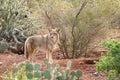 Desert Coyote Royalty Free Stock Photo