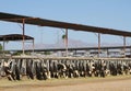 USA, AZ: Desert Dairy Farm - Forage Time Royalty Free Stock Photo