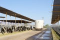 USA, AZ: Desert Dairy Farm - Fodder Distribution