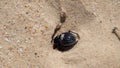 Desert darkling beetle very quickly digs a shelter in the sand
