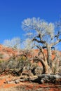 Desert deadwood Royalty Free Stock Photo