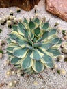 Desert Diamond, (Ariegated Butterfly Agave) Succulent Plant in a Cactus House Plant