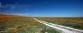 Desert dirt road through California Golden Orange Poppies under blue sky in the high desert of southern California Royalty Free Stock Photo