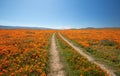 Desert dirt road through California Golden Orange Poppies under blue sky in the high desert of southern California Royalty Free Stock Photo