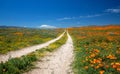 Desert dirt road through California Golden Orange Poppies under blue sky in the high desert of southern California