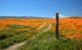 Desert dirt road by fence post through California Golden Orange Poppies under blue sky in the high desert of southern California Royalty Free Stock Photo