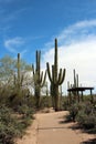 The Desert Discovery Nature Trail leading through a desert landscape with Cholla, Prickly Pear and Saguaro Cacti