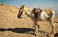 Desert donkey