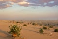 Desert with dry plants and cactuses at sunset Royalty Free Stock Photo