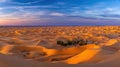Panoramic Sunset Over Sahara Desert Dunes and Oasis in Morocco Royalty Free Stock Photo