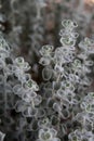 Sage Brush in the Arizona Desert