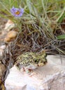 Desert dwelling Spadefoot Toad and Flowers Royalty Free Stock Photo