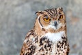 Desert eagle owl portrait, close up Royalty Free Stock Photo