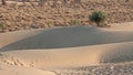 Desert Edge sand-dunes foreground shrubs background Royalty Free Stock Photo