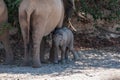 A Desert Elephant and her feeding calf in Namibia Royalty Free Stock Photo