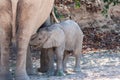 A Desert Elephant and her feeding calf in Namibia Royalty Free Stock Photo