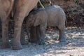 A Desert Elephant and her feeding calf in Namibia Royalty Free Stock Photo