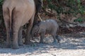 A Desert Elephant and her feeding calf in Namibia Royalty Free Stock Photo