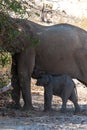 Desert elephant with its feeding calf Royalty Free Stock Photo